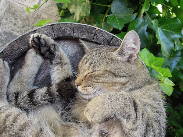 Chat paisiblement endormi, symbolisant le sommeil réparateur et la tranquillité.